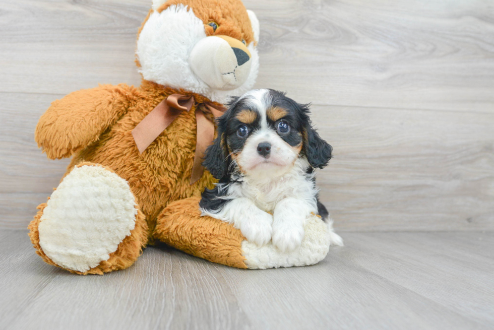 Cavalier King Charles Spaniel Pup Being Cute