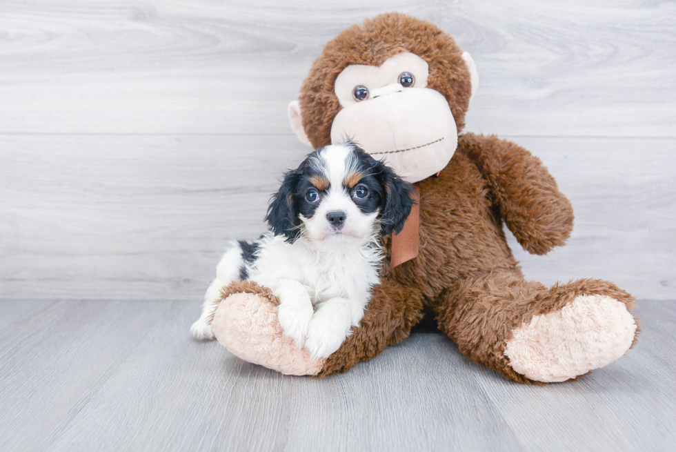 Cavalier King Charles Spaniel Pup Being Cute