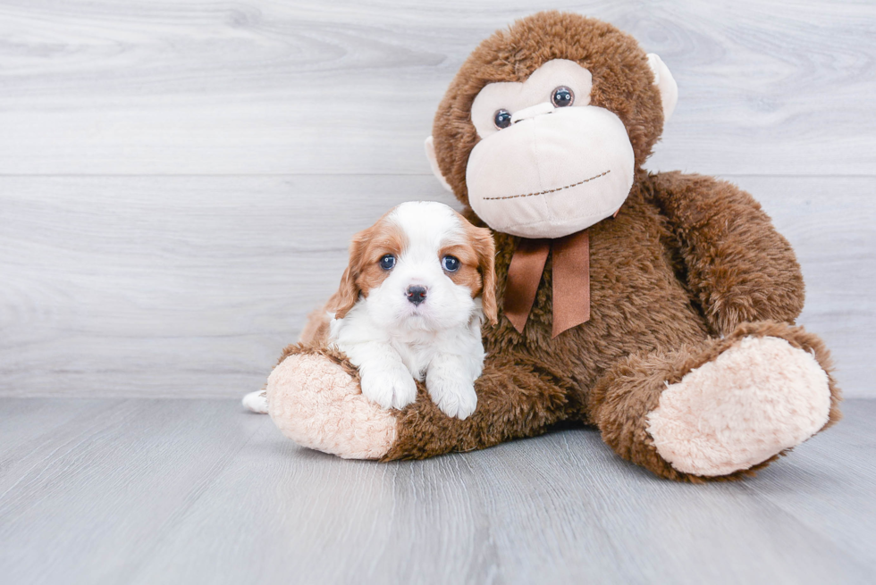 Little Cavalier King Charles Spaniel Purebred Pup