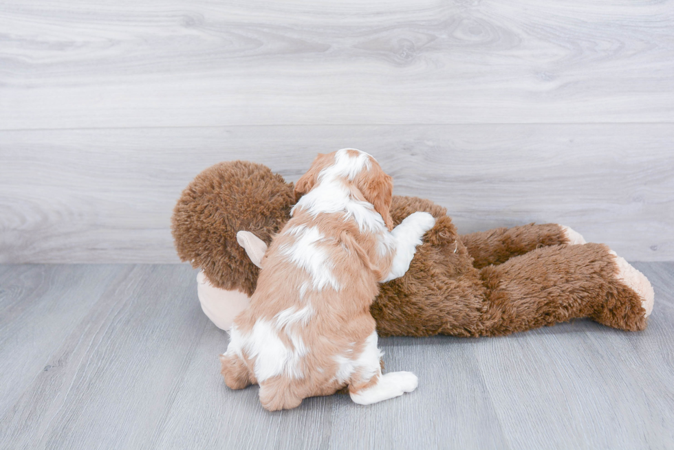 Little Cavalier King Charles Spaniel Baby