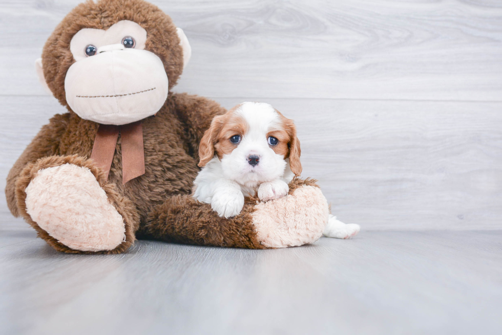 Cavalier King Charles Spaniel Puppy for Adoption