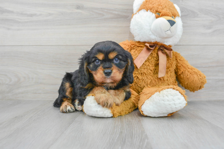Best Cavalier King Charles Spaniel Baby
