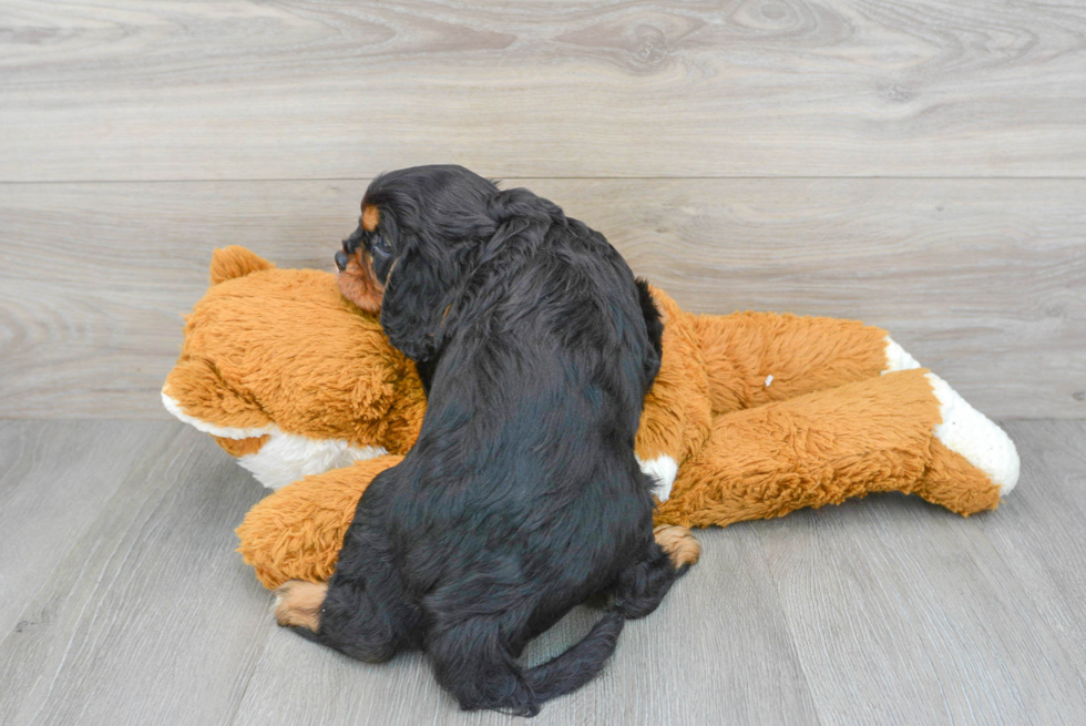 Energetic Cavalier King Charles Spaniel Purebred Puppy