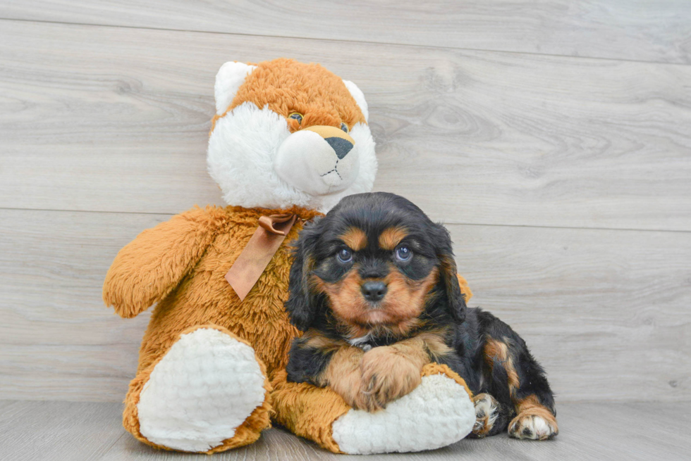 Energetic Cavalier King Charles Spaniel Purebred Puppy