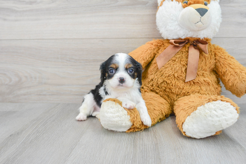 Popular Cavalier King Charles Spaniel Baby