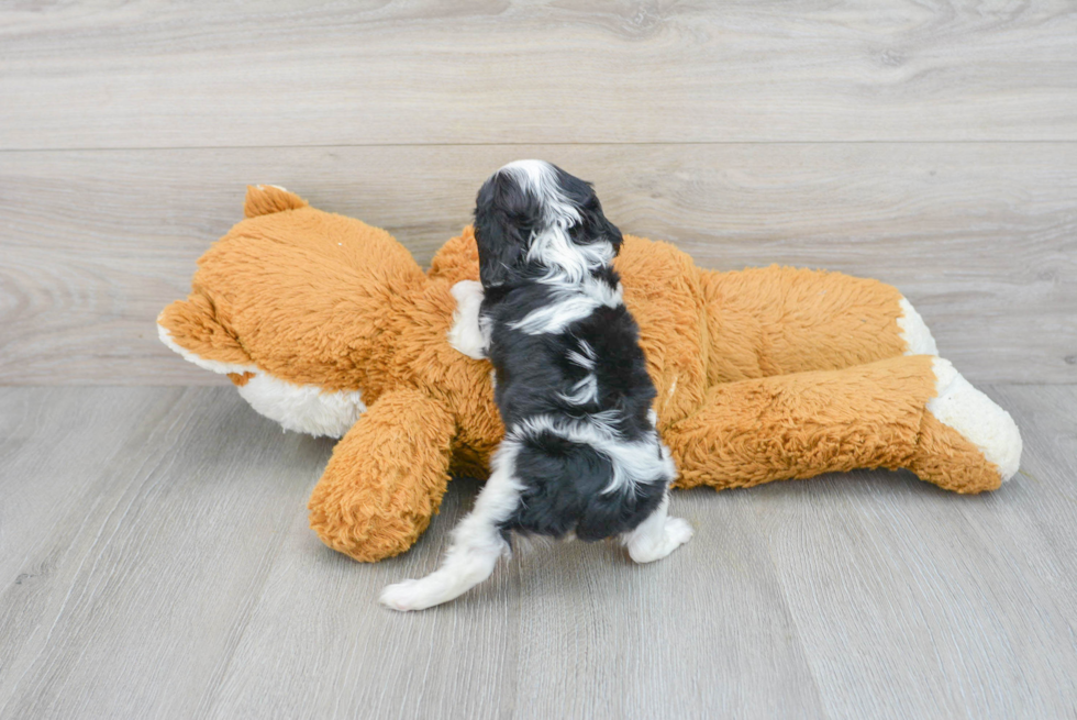 Best Cavalier King Charles Spaniel Baby