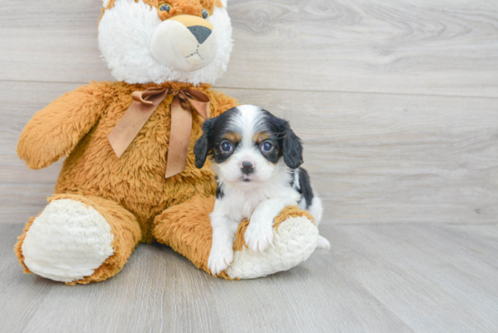 Cavalier King Charles Spaniel Puppy for Adoption