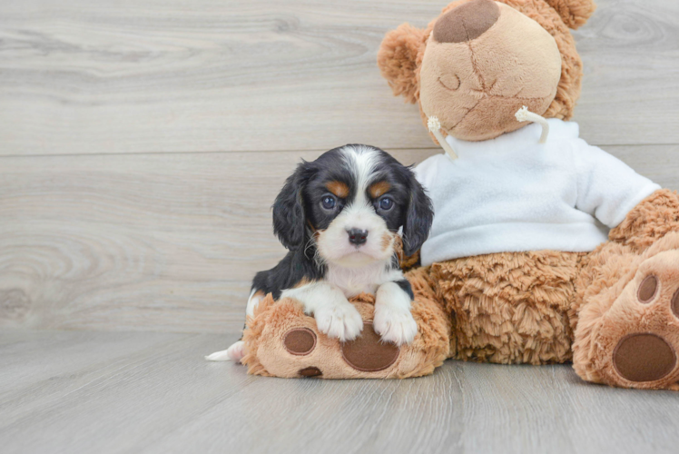 Cavalier King Charles Spaniel Puppy for Adoption