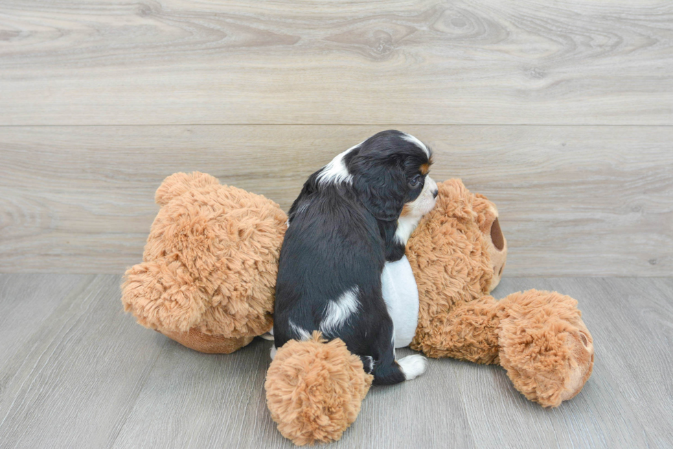 Cavalier King Charles Spaniel Puppy for Adoption