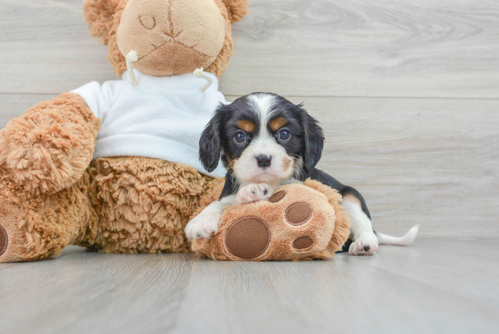 Cavalier King Charles Spaniel Pup Being Cute