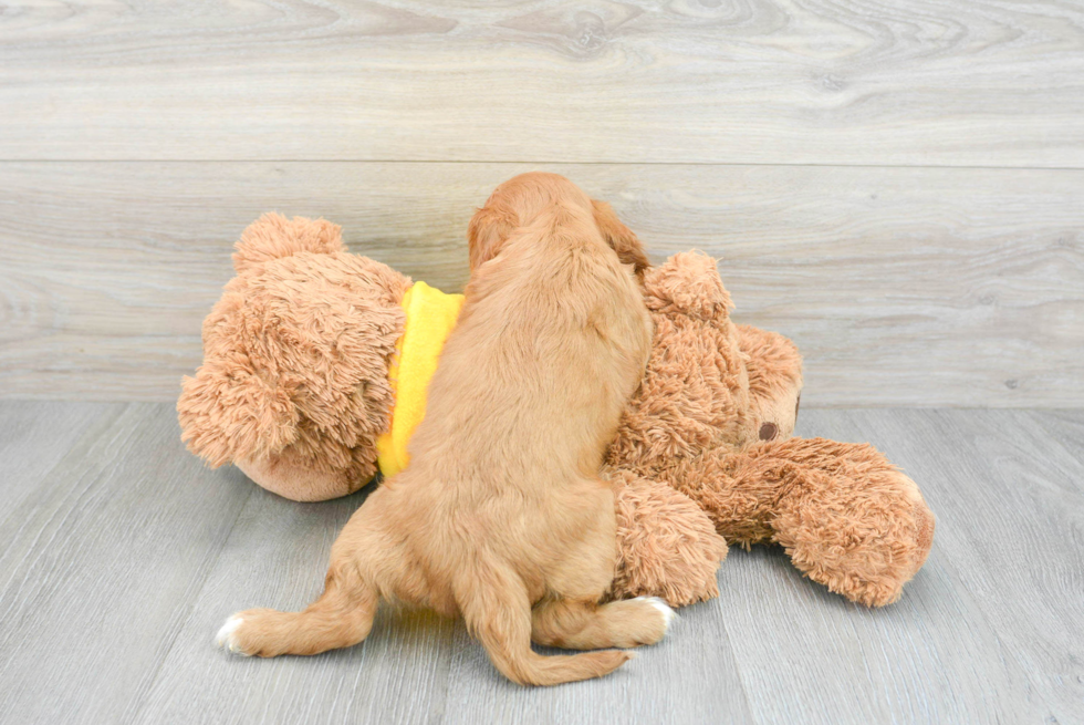 Cavalier King Charles Spaniel Pup Being Cute