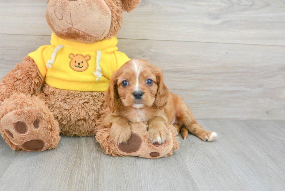 Best Cavalier King Charles Spaniel Baby