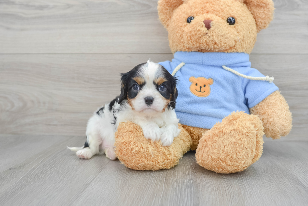 Cavalier King Charles Spaniel Pup Being Cute