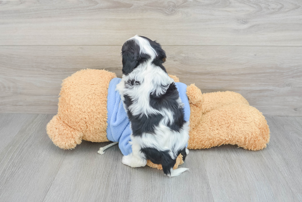 Cavalier King Charles Spaniel Pup Being Cute