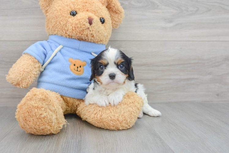 Hypoallergenic Cavalier King Charles Spaniel Purebred Pup