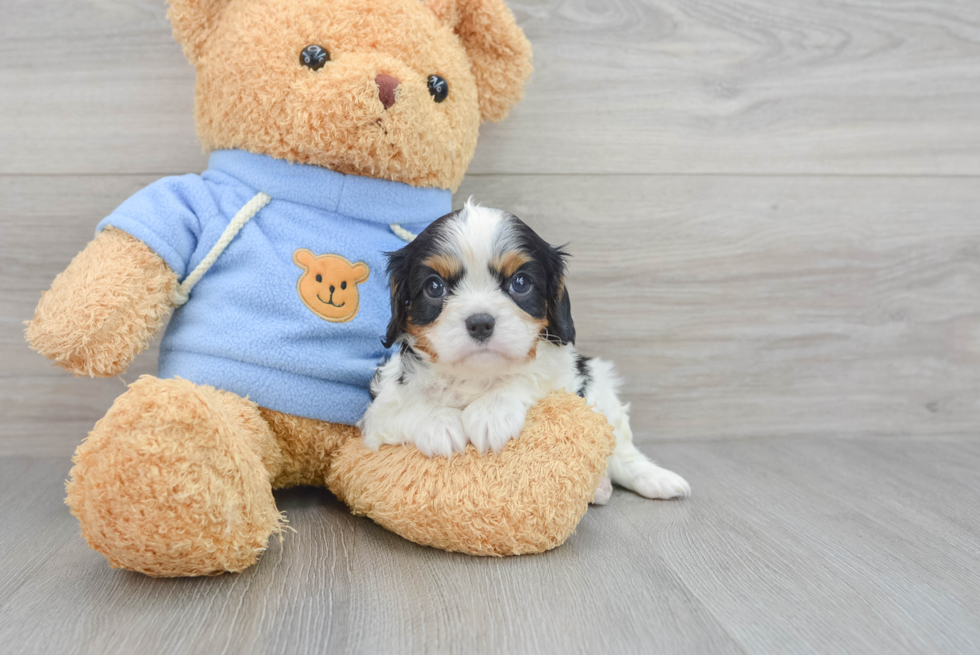 Hypoallergenic Cavalier King Charles Spaniel Purebred Pup