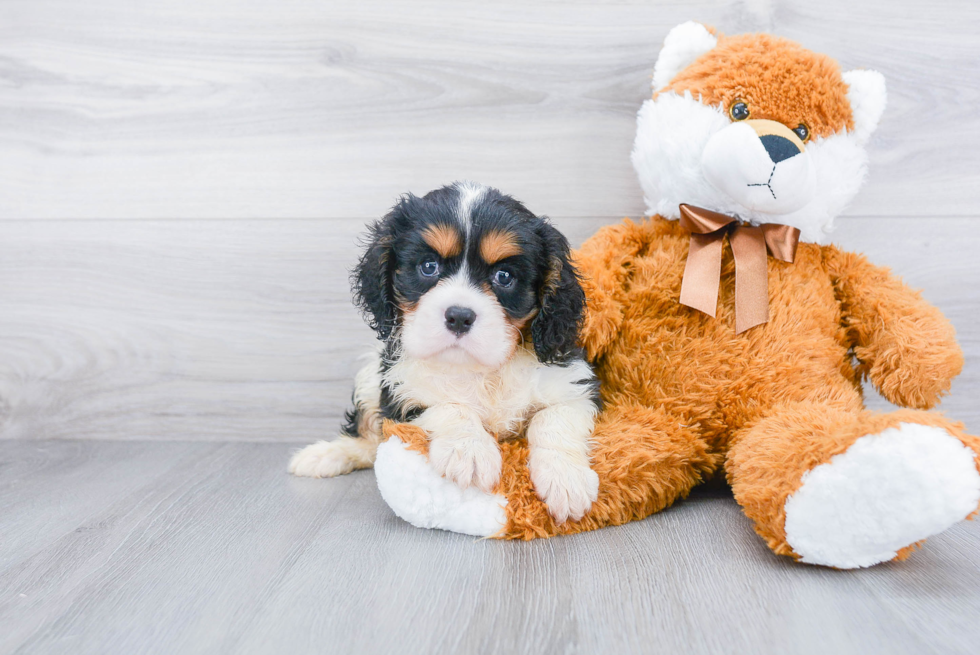 Best Cavalier King Charles Spaniel Baby