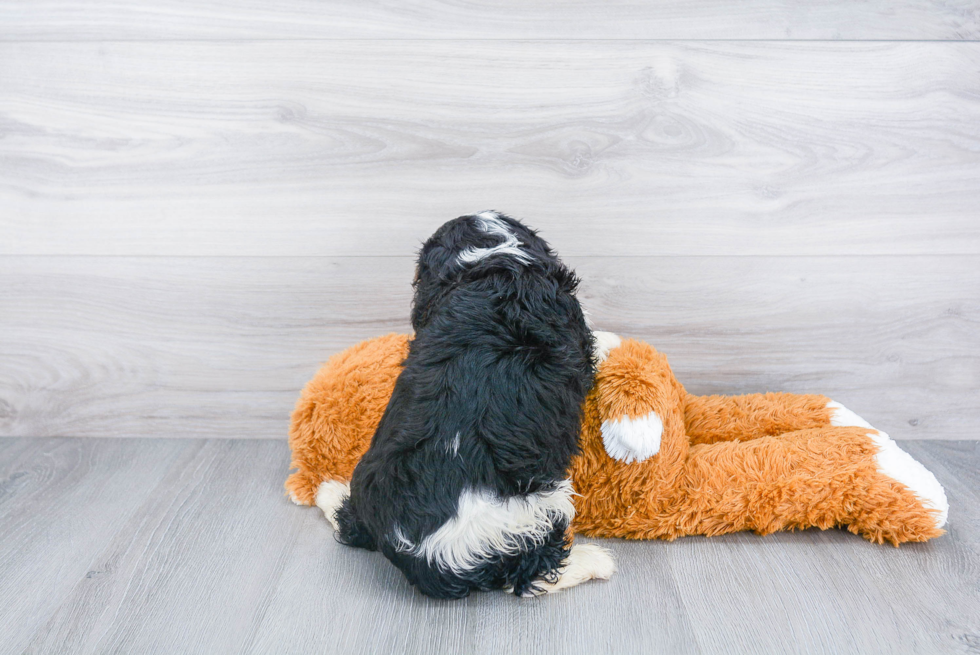 Cavalier King Charles Spaniel Pup Being Cute