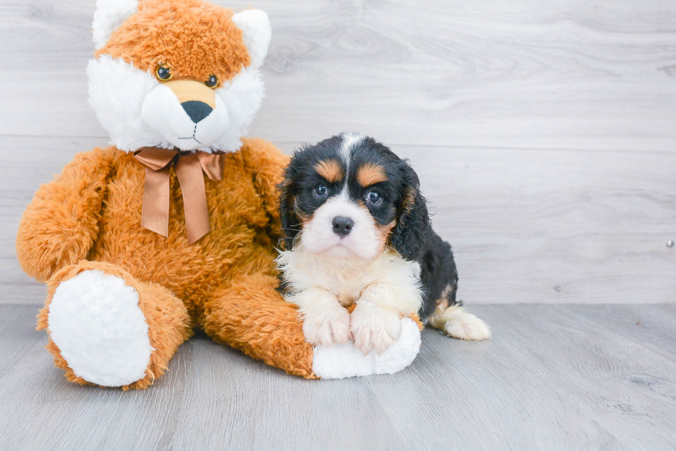 Best Cavalier King Charles Spaniel Baby