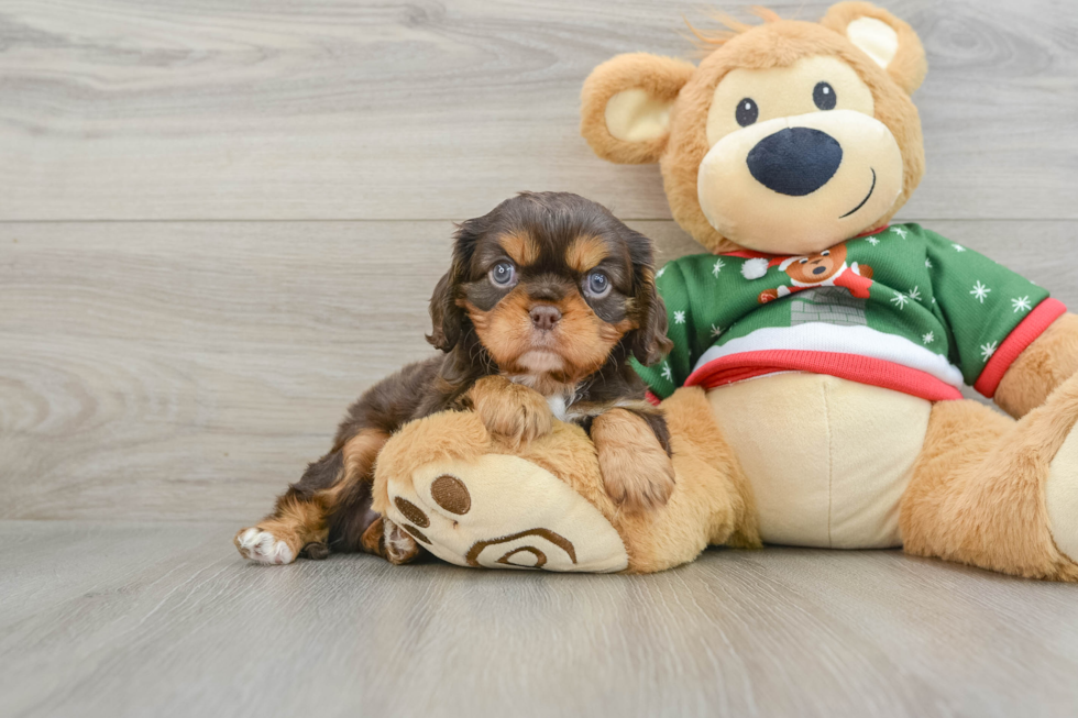 Funny Cavalier King Charles Spaniel Baby