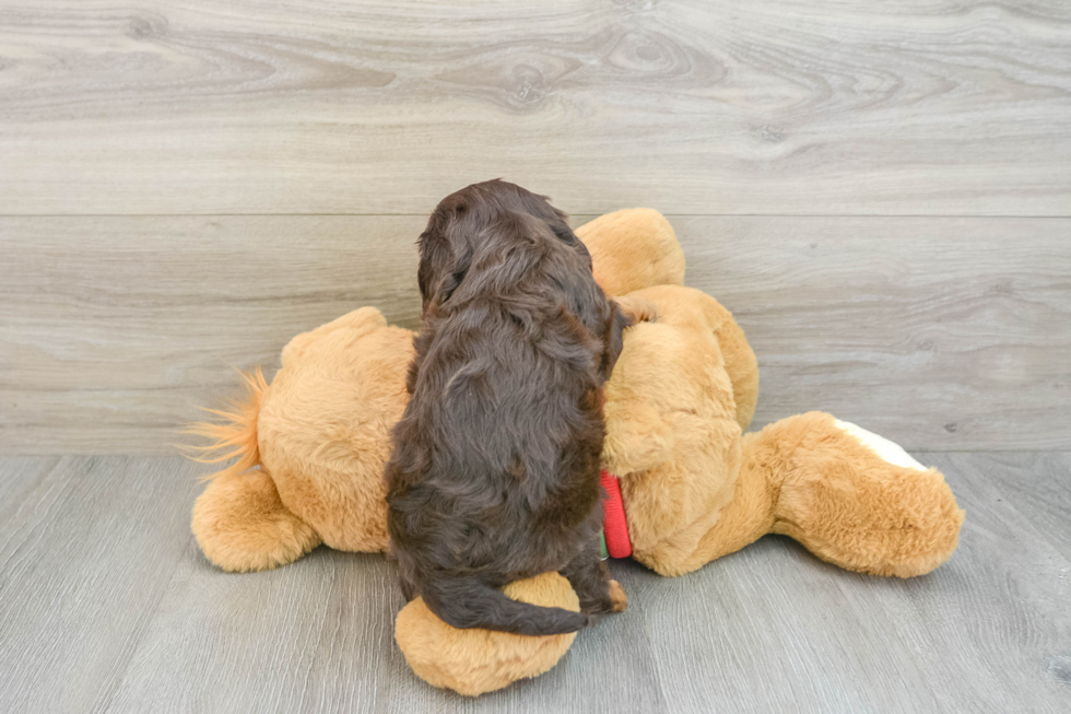 Cavalier King Charles Spaniel Pup Being Cute