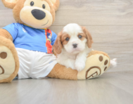 5 week old Cavalier King Charles Spaniel Puppy For Sale - Premier Pups