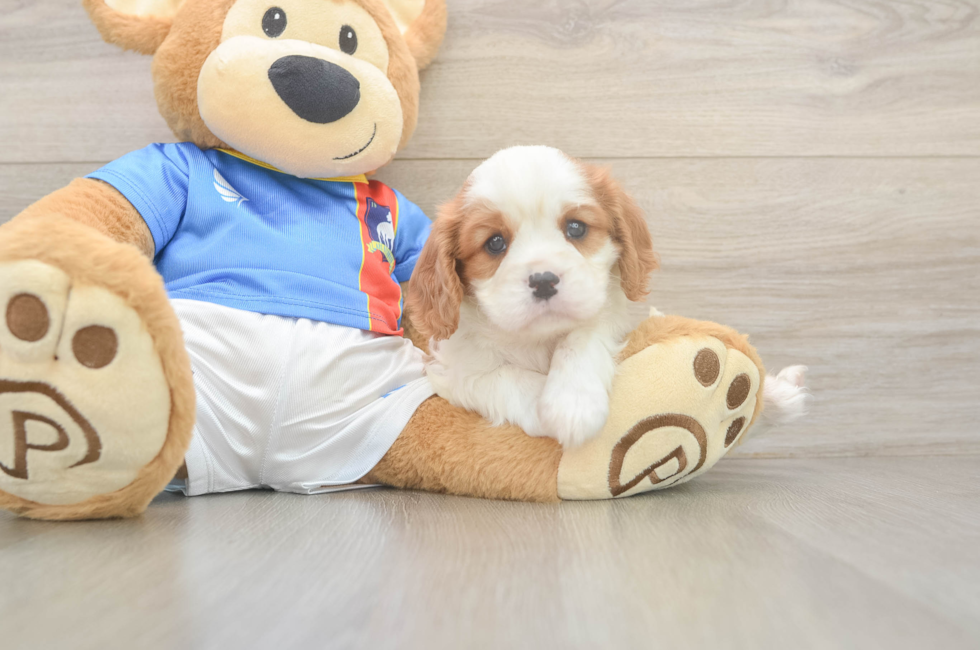 5 week old Cavalier King Charles Spaniel Puppy For Sale - Premier Pups
