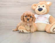 5 week old Cavalier King Charles Spaniel Puppy For Sale - Premier Pups