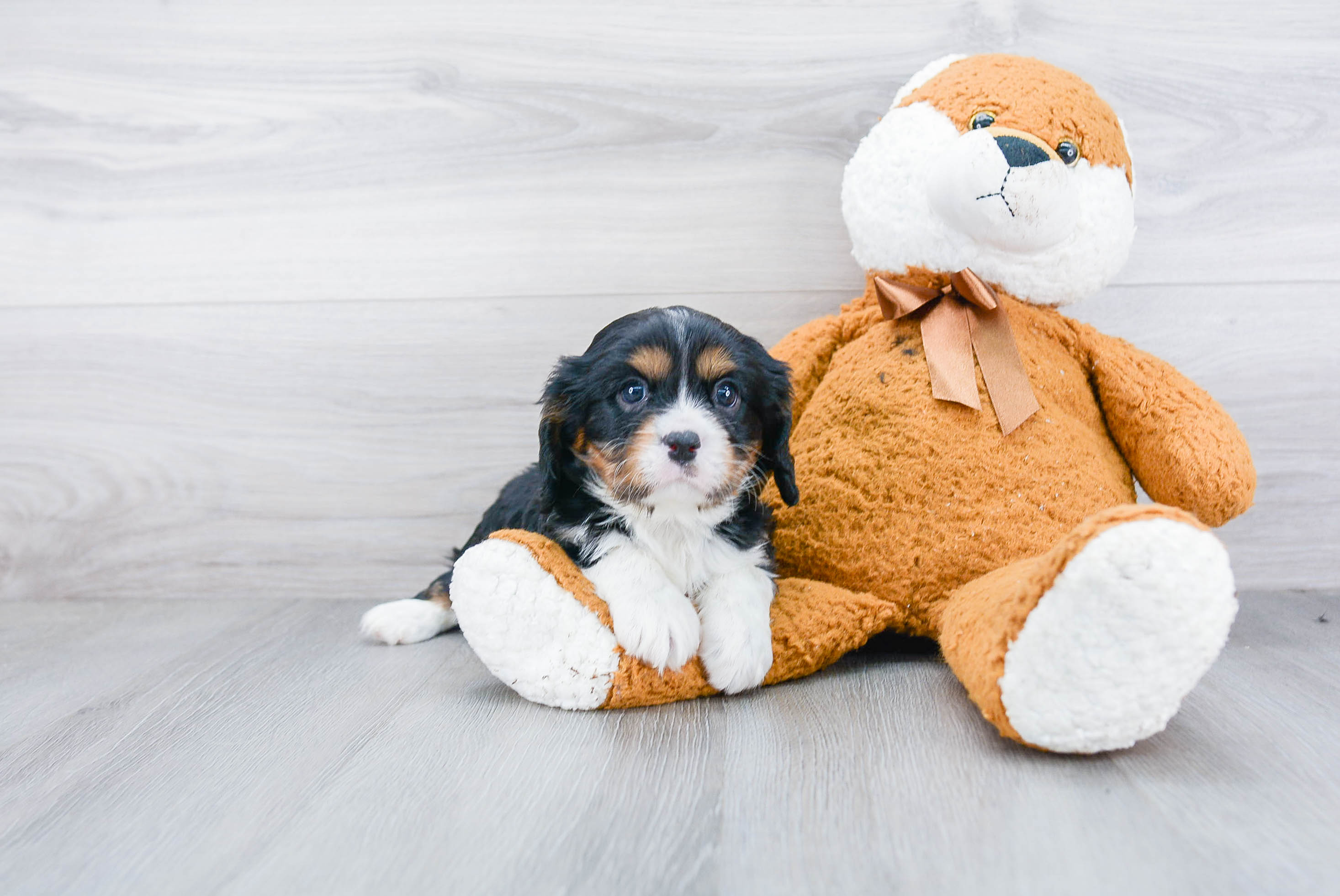 Small Cavalier King Charles Spaniel Purebred Pup