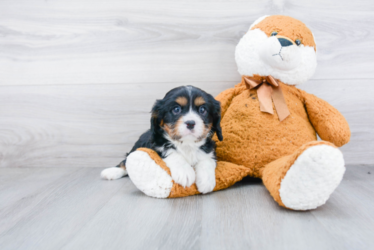 Small Cavalier King Charles Spaniel Purebred Pup