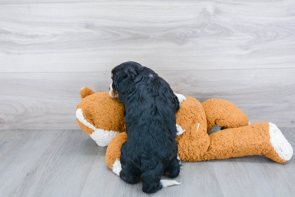 Cavalier King Charles Spaniel Pup Being Cute