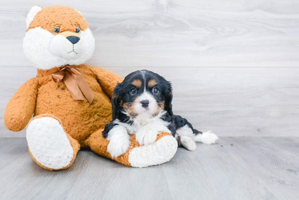 Small Cavalier King Charles Spaniel Purebred Pup