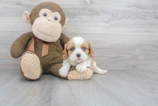 Cavalier King Charles Spaniel Puppy for Adoption