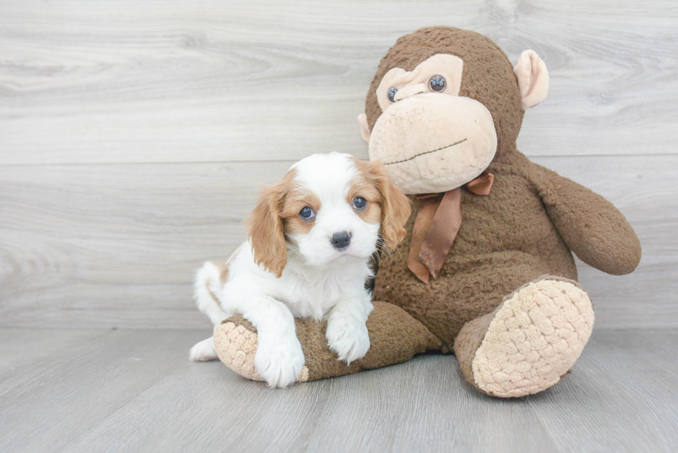 Funny Cavalier King Charles Spaniel Purebred Pup