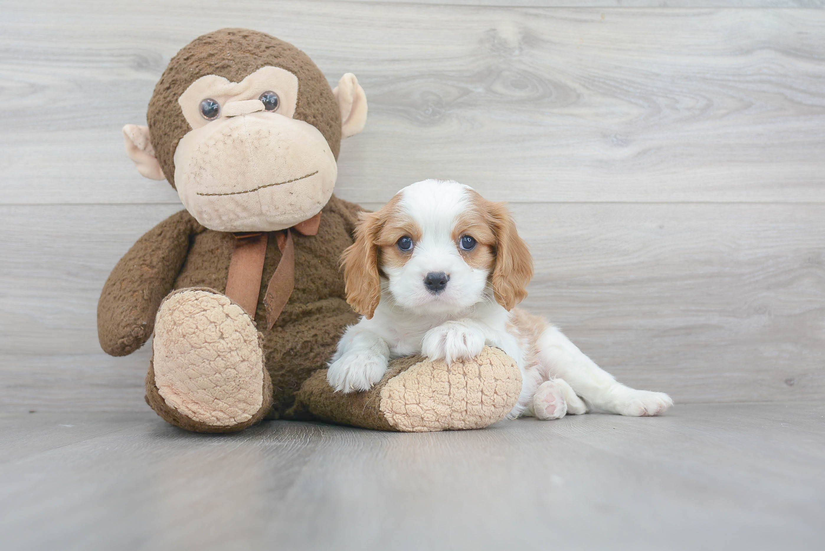 Cavalier King Charles Spaniel Pup Being Cute