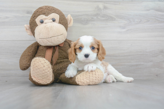 Cavalier King Charles Spaniel Pup Being Cute