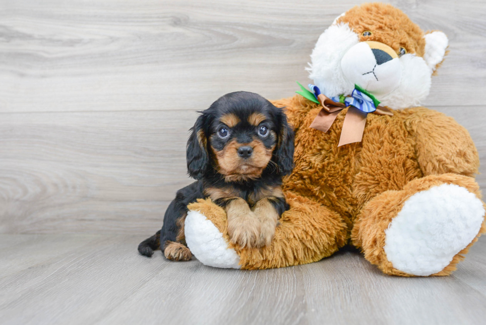 Small Cavalier King Charles Spaniel Baby