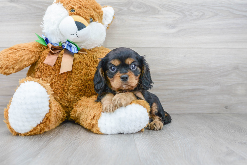 Best Cavalier King Charles Spaniel Baby