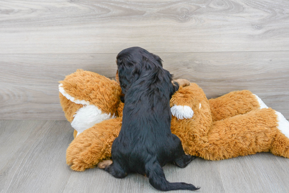 Petite Cavalier King Charles Spaniel Purebred Puppy