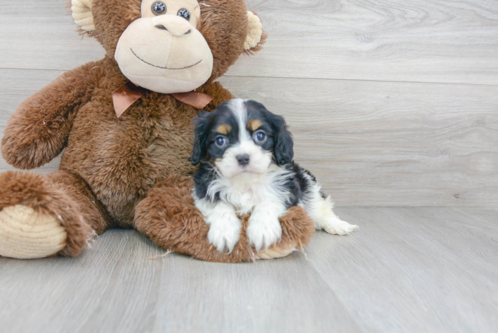 Happy Cavalier King Charles Spaniel Purebred Puppy