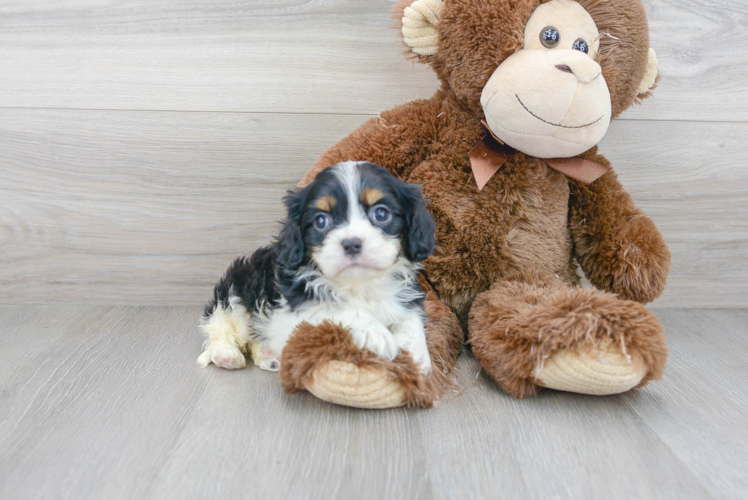 Best Cavalier King Charles Spaniel Baby