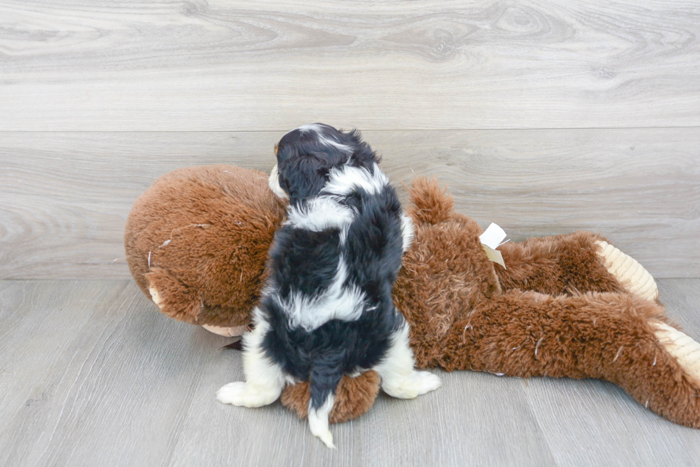 Cavalier King Charles Spaniel Puppy for Adoption