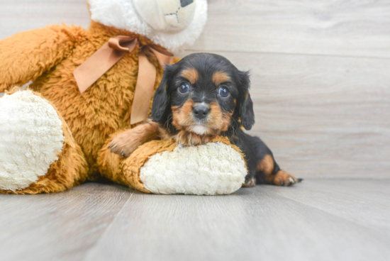 Cavalier King Charles Spaniel Puppy for Adoption