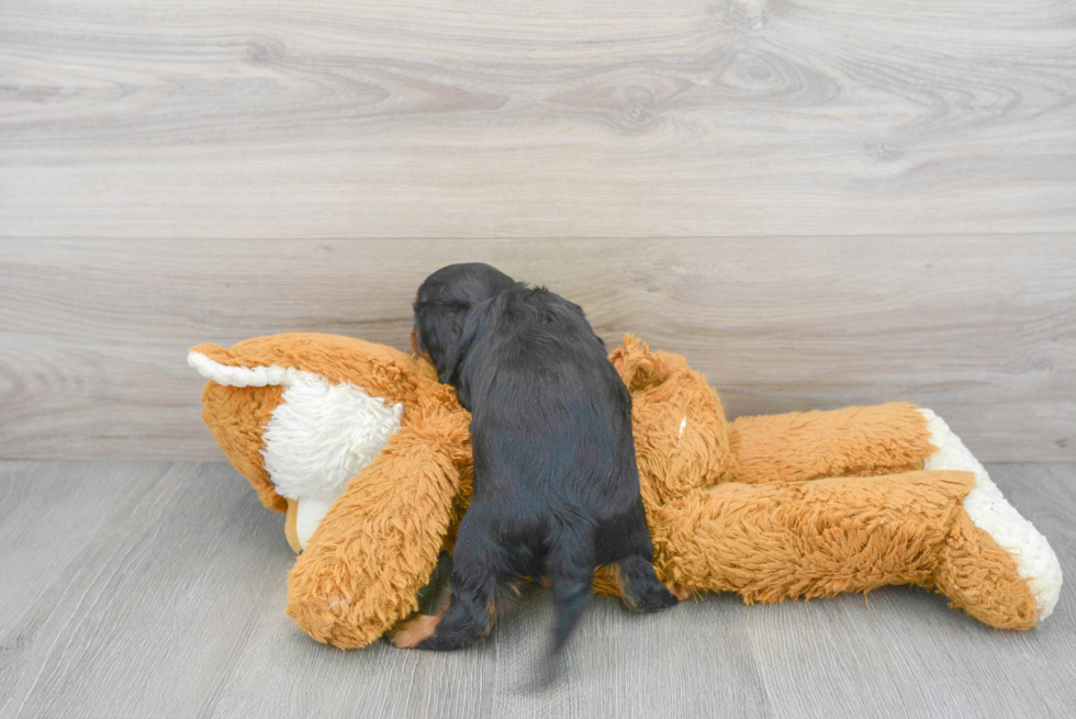 Cavalier King Charles Spaniel Pup Being Cute