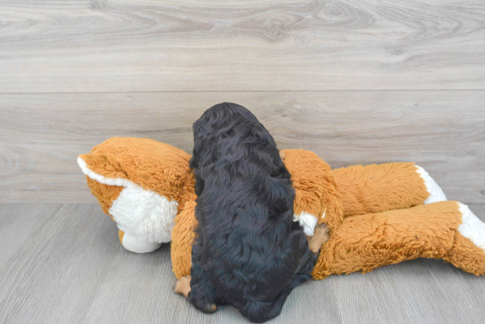 Cavalier King Charles Spaniel Pup Being Cute
