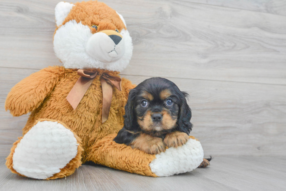 Best Cavalier King Charles Spaniel Baby