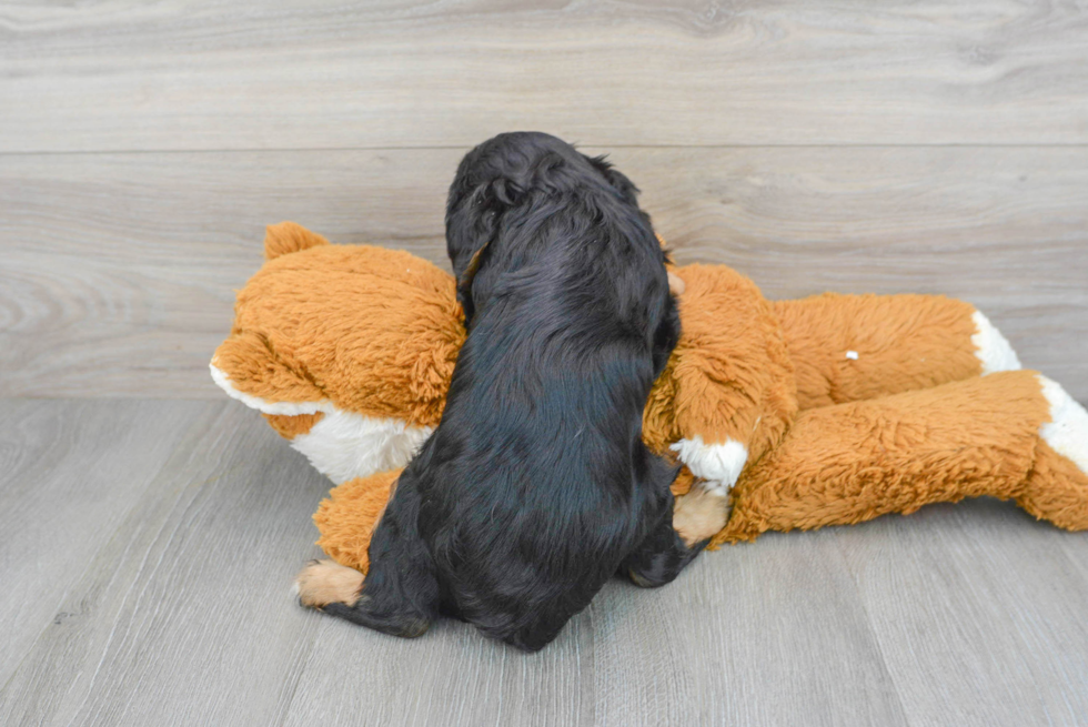 Best Cavalier King Charles Spaniel Baby