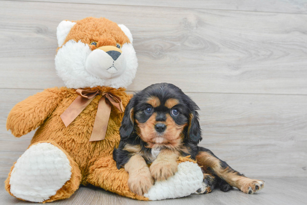 Adorable Cavalier King Charles Spaniel Purebred Puppy