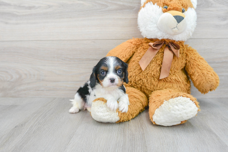 Happy Cavalier King Charles Spaniel Purebred Puppy