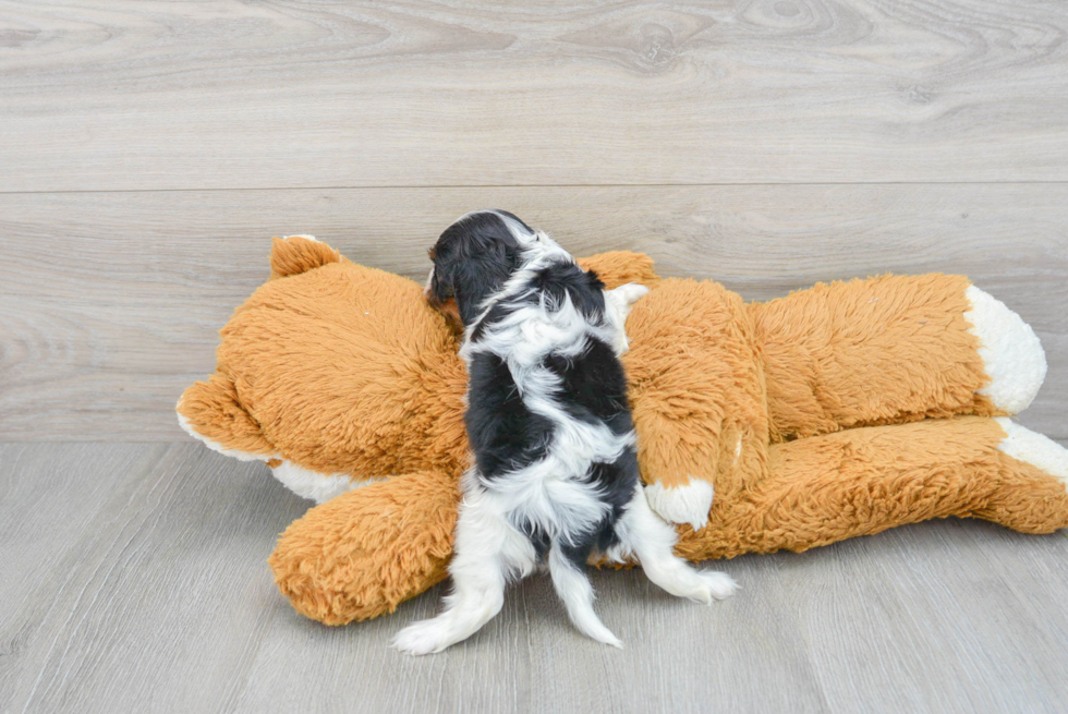 Petite Cavalier King Charles Spaniel Purebred Puppy